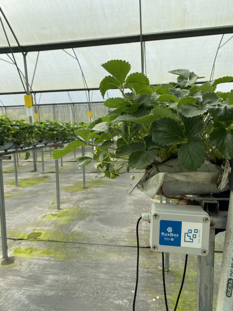 Optimizing Flux.id Smart Farming in Strawberry Fields