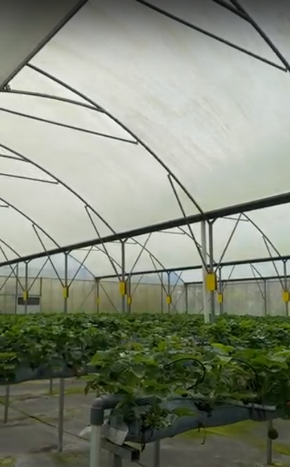 Optimizing Flux.id Smart Farming in Strawberry Fields